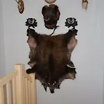 Hajenka